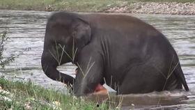 吃瓜直播小象,揭秘网红直播背后的秘密